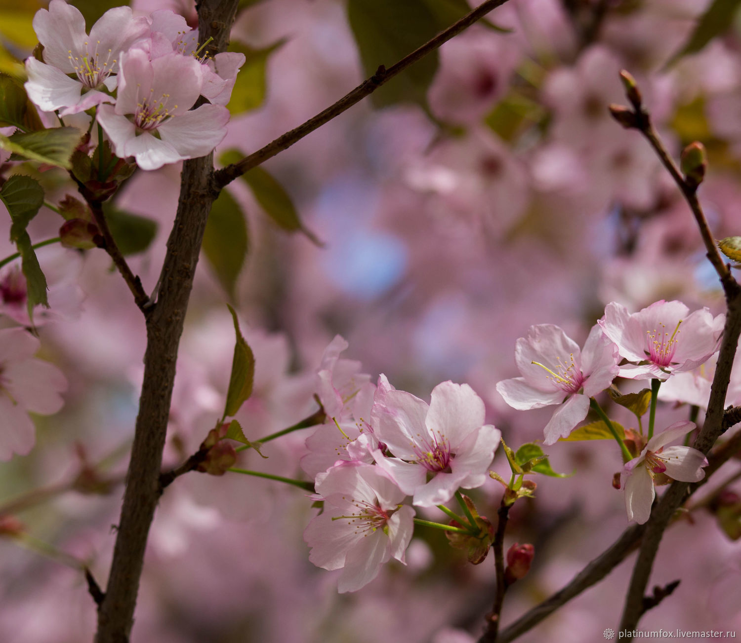 Картина с сакурой на холсте. Сакура работа. Сакура работа. Сакура японская вишня. Праздник цветения вишни-сакуры».