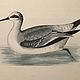 Винтаж: 1855 GREY PHALAROPE Старинная гравюра в деревянной раме из Европы. Картины винтажные. VERY GOOD DAY. Ярмарка Мастеров.  Фото №6