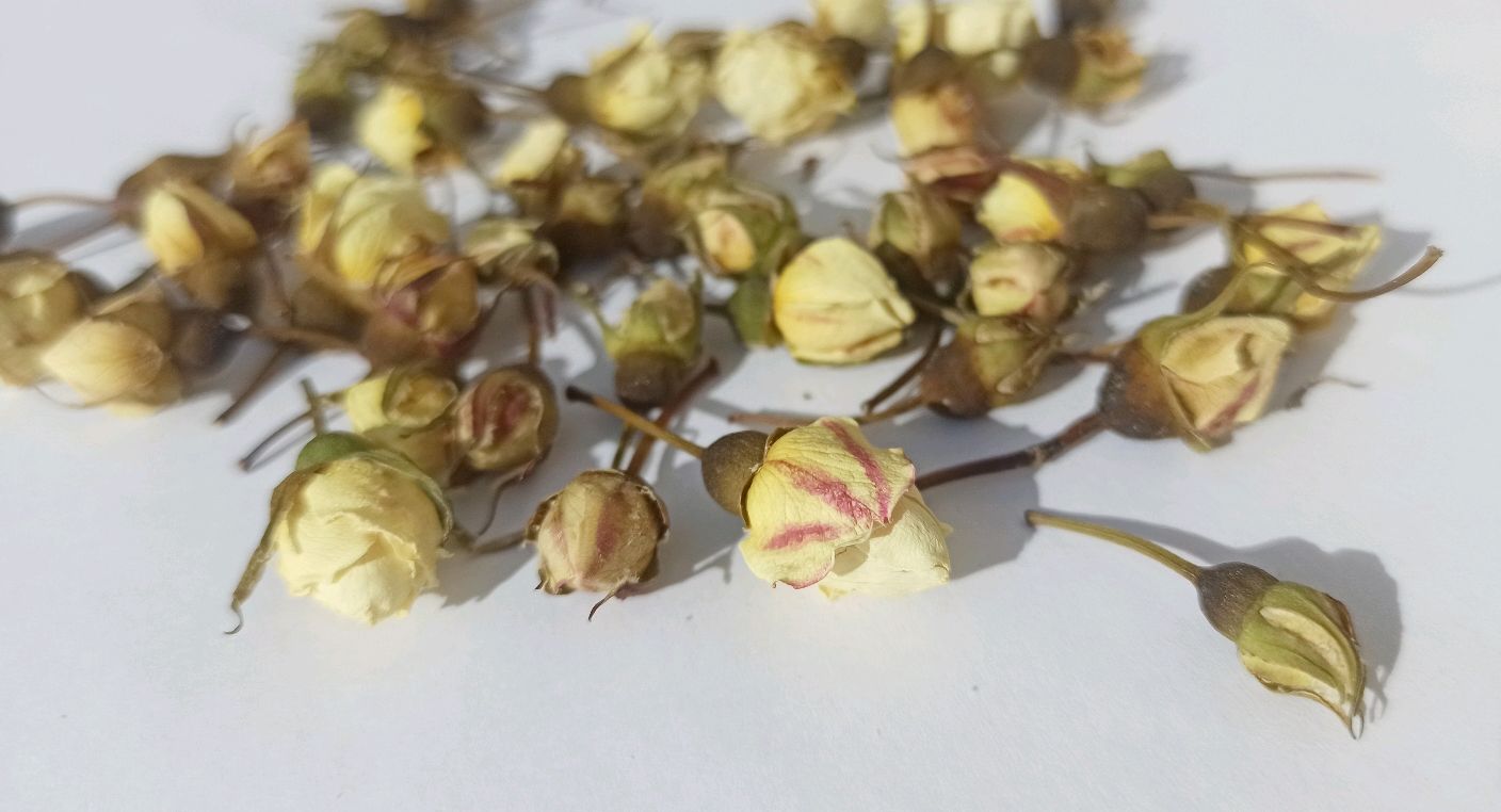 Сухоцвет цветы шиповника. Бутоны. 1-1.5 см. Белые цветы шиповника ...