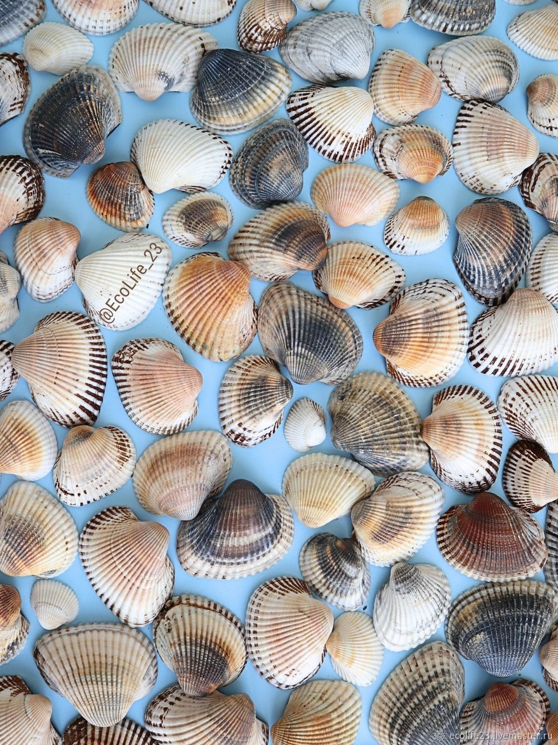 Ракушки черного моря