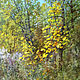 Картина - Примеряет лес свой осенний наряд, Картины, Москва,  Фото №1