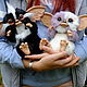 Могвай Гизмо Гремлин Гремлины Gizmo Mogwai Art doll Gremlins. Мягкие игрушки. Ralf Toys - мастерская волшебных существ. Ярмарка Мастеров.  Фото №5