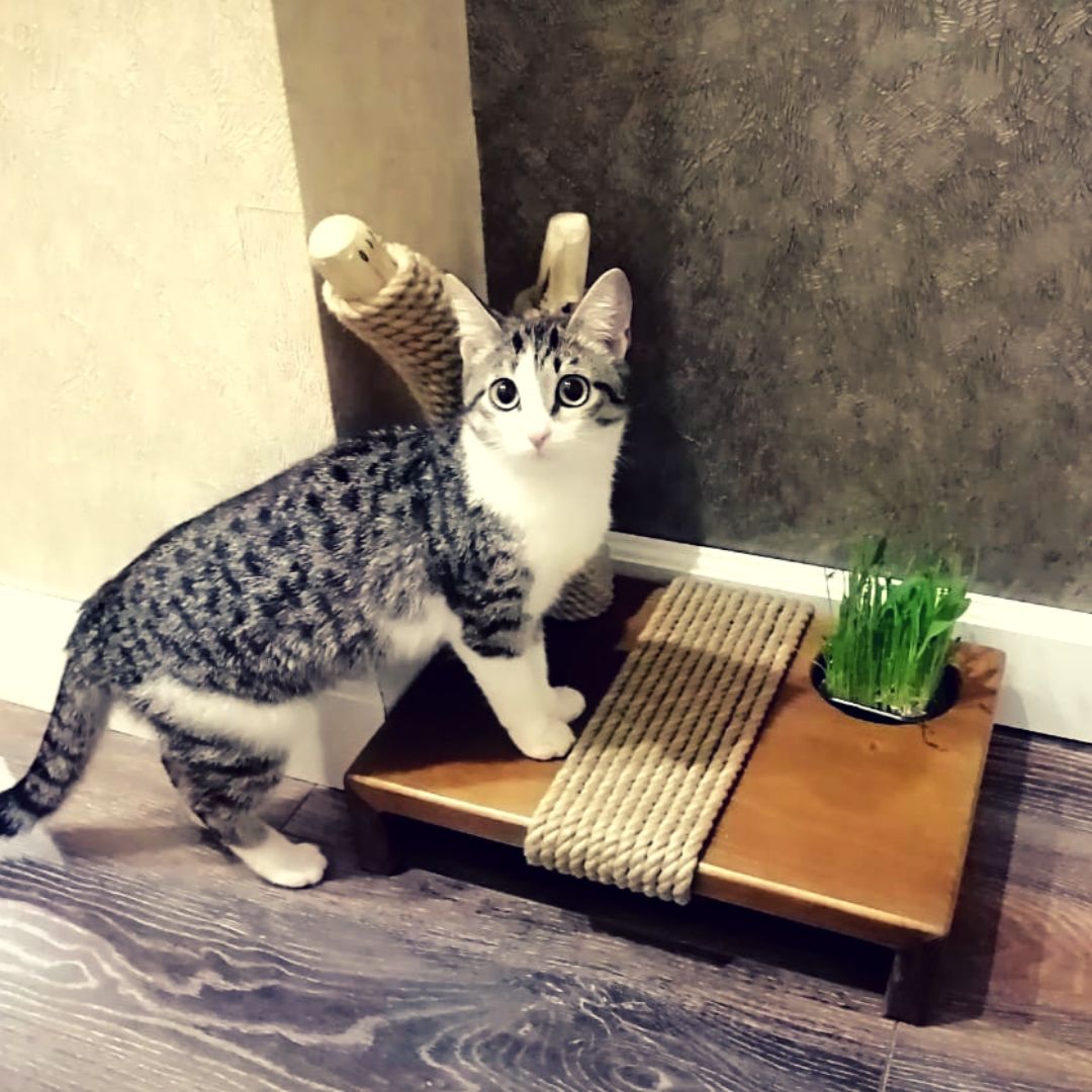 Когтеточка Для Кошек Купить В Красноярске