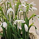 Bouquet of snowdrops ' Galanthus'. Flowers. decoreka. Online shopping on My Livemaster.  Фото №2