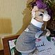 Ferret clothes 'Hoodie with fur inside'. Pet clothes. Happy-sphynx. Online shopping on My Livemaster.  Фото №2