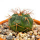 Isolated pictures of cactus Gymnocalycium 9 photos. Photo. merlin-hat (Merlin-hat). My Livemaster. Фото №5