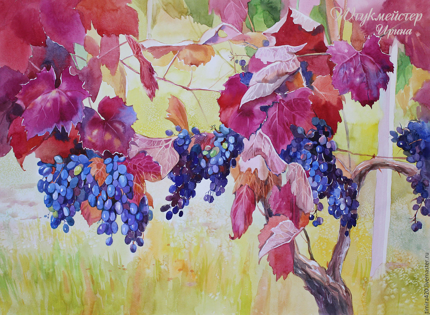 Виноград akvareli