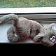 Nix... (knitted cat, knitted toy, cat,toy). Stuffed Toys. Warm toys. My Livemaster. Фото №5