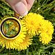 Order Medallion with miniature dandelions. WhiteRacoon's handcrafts. Livemaster. . Locket Фото №3