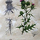 A series of botanical illustrations in retro style to order. Pictures. Kat_Fray. Ярмарка Мастеров.  Фото №6