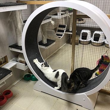 Беговое колесо для кошек и мелких собак.