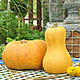 Pumpkin made of concrete Butternut and Muscat de Provence to the real value. Garden figures. Decor concrete Azov Garden. Online shopping on My Livemaster.  Фото №2