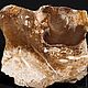Древний кипарис в окварцованной породе (Венгрия). Минералы. Paleoflora. Интернет-магазин Ярмарка Мастеров.  Фото №2