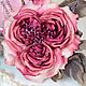 Брошь Английская роза из шёлка, цветок из ткани, Брошь-зажим, Новосибирск,  Фото №1