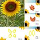 Sunflower petals and sepals set of silicone viners and cutters, Molds for making flowers, Rostov-on-Don,  Фото №1