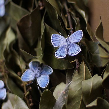Бабочки с цветами