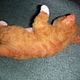 Валяная из шерсти игрушка. Котенок Рыжик. Войлочная игрушка. Нина felt (Антистрессовые игрушки). Ярмарка Мастеров.  Фото №4