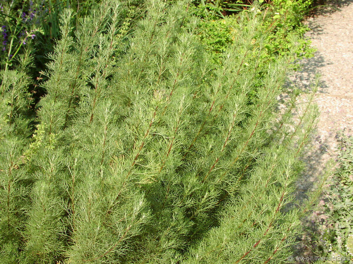 Полынь метельчатая (Artemisia Scoparia)