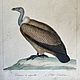 Винтаж: Антикварная гравюра 1837 года, Картины винтажные, Москва,  Фото №1