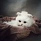 Teddy Animals: white kitten, Teddy Toys, Karpinsk,  Фото №1