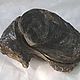 Заказать Устрица окаменелый моллюск. Минералы России (mineralnatur). Ярмарка Мастеров. . Элементы интерьера Фото №3