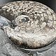 Заказать АХИ1132.Аммонит-цератит. Arctoceras septentrionale. Земные хроники. Ярмарка Мастеров. . Камни Фото №3