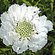Scabious flower cutter L. Cutters. ceramic flowers. Online shopping on My Livemaster.  Фото №2