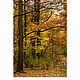 Фотокартина 20×30 см: Осенний пейзаж (№2), авторский фотопринт в раме. Фотокартины. Фотокартины и живопись ArTrio Studio. Интернет-магазин Ярмарка Мастеров.  Фото №2