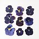 Dried flowers pansies.Violet and lilac.9pcs, Dried flowers for creativity, Barnaul,  Фото №1