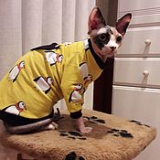 Clothing for cats 