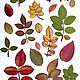 Набор осенних листьев розы плоской сушки, Сухоцветы для творчества, Грайворон,  Фото №1