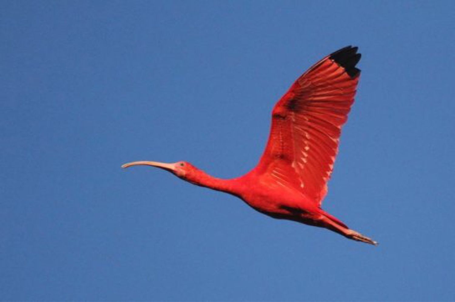 Южная Америка птицы красный Ибис
