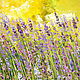 Oil painting on canvas. Lavender in the field, Pictures, Moscow,  Фото №1