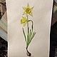 Акварельная ботаническая миниатюра Нарциссы
