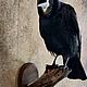 Заказать Грач чучело таксидермическое изделие настенная подставка. Birdmantaxidermy-. Ярмарка Мастеров. . Подарки для охотников и рыболовов Фото №3