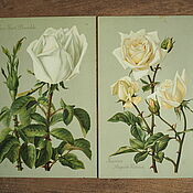 Винтаж handmade. Livemaster - original item Antique chromolithographs of Roses, 1905. Handmade.