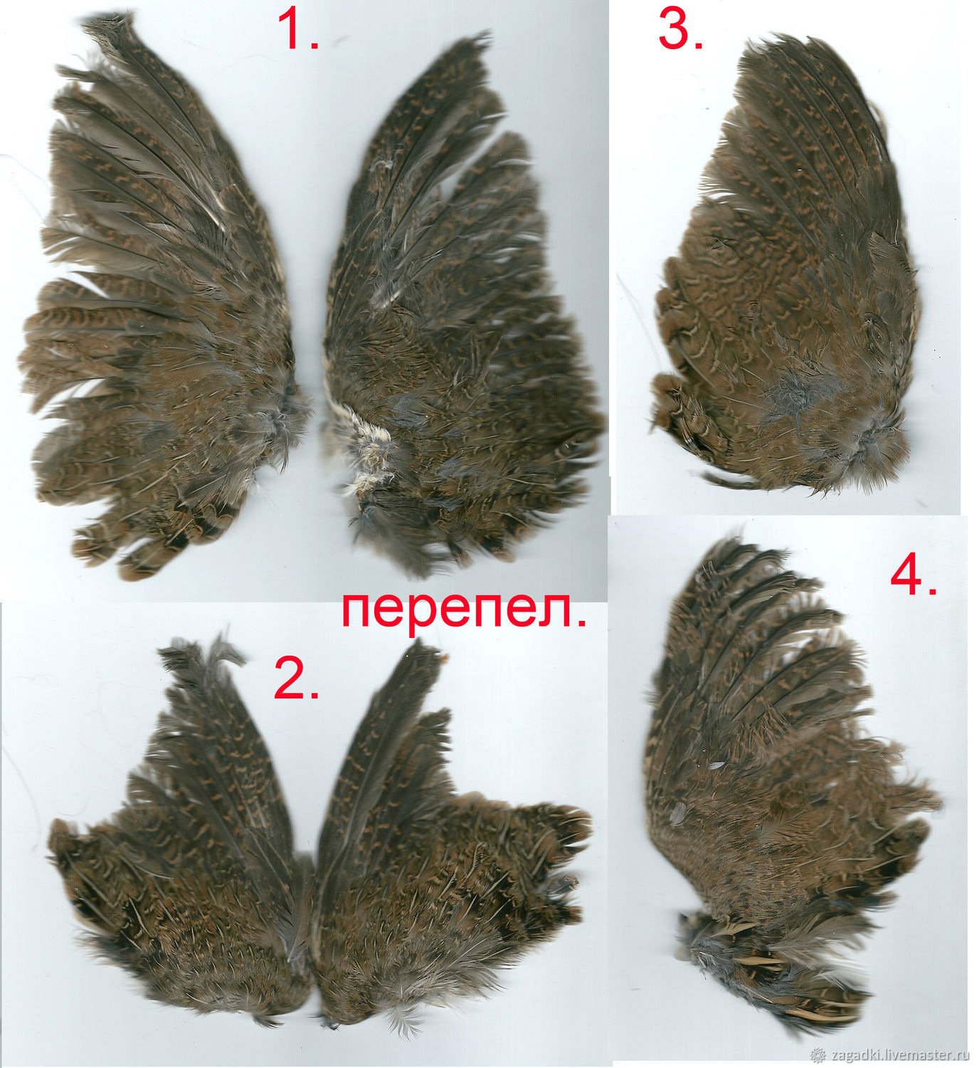 Фрагменты крыльев перепела купить в интернет-магазине Ярмарка Мастеров по  цене 800 ₽ – N9CM2RU | Перья, Москва - доставка по России