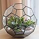 The Floriana. The Floriana BALL with succulents, Florariums, St. Petersburg,  Фото №1