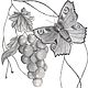 Illustration of the 'Butterfly and grapes', Print templates, Vladivostok,  Фото №1