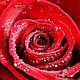 Гидролат розы, Гидролаты, Владивосток,  Фото №1