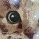 Картина стразами "Котёнок с лапками на стекле" 55 х 55 см. Картины. Veronika4065 (Картины стразами). Ярмарка Мастеров.  Фото №6
