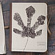 Herbarium album or photo 