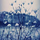 Snowberry fields photo pictures. Photo pictures nature. Fine art photographs. 'My s Muhtarom'. My Livemaster. Фото №5