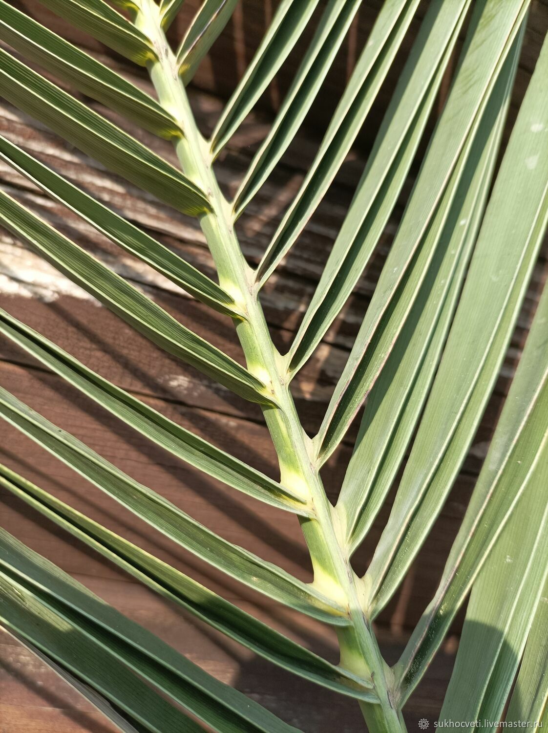 колючая пальма с длинными листьями название фото