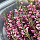 Сухоцвет вереск 125мл. Цветы сухие и стабилизированные. wow_flowers_26. Интернет-магазин Ярмарка Мастеров.  Фото №2