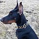 Collar for dogs made of genuine leather, personalized dog collar, Dog - Collars, Yoshkar-Ola,  Фото №1