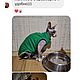 Боди для кошек и собак на молнии. Одежда для питомцев. Одежда для кошек и собак  #CATS_DOGS_EXCLUSIVE_. Ярмарка Мастеров.  Фото №4