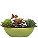 Succulents in ceramic pots, Composition, Moscow,  Фото №1