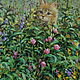 Summer landscapes paintings of seals painting a red cat on a summer meadow, Pictures, St. Petersburg,  Фото №1