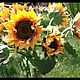 Sunflowers from Tamarana. Composition. Flourish (kalinowa2010). Online shopping on My Livemaster.  Фото №2